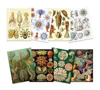 Artery8 Ernst Haeckel Kunstformen Der Natur Plates Nature Vintage Various Sea Life Biology Art Print Poster Home Decor Premium Pack of 8