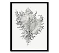 Artery8 Ernst Haeckel Whelk Sea Snail Shell Drawing Framed Wall Art Print Home Décor A4