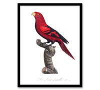 Artery8 Francois Levaillant The Violet Necked Lory Parrot Framed Wall Art Print Home Décor A4