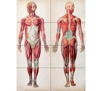 Artery8 Human Body Anatomy Muscles XL Giant Panel Poster (8 Sections) Póster