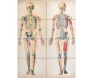 Artery8 Human Body Anatomy Skeleton Muscles XL Giant Panel Poster (8 Sections) Póster