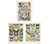 Artery8 Insects Butterflies Papillons Vintage Millot Set of 3 Unframed Wall Art Prints Study Office Aesthetic Illustrations 12X16 Inch