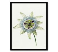 Artery8 Jean Bernard Passion Flower Bloom Floral Drawing Framed Wall Art Print Home Décor A4