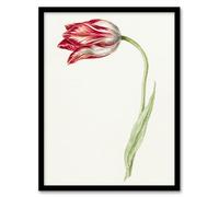 Artery8 Jean Bernard Pink Tulip Flower Drawing Framed Wall Art Print Home Décor A4