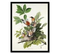 Artery8 John James Audubon American Robin Birds Nest Framed Wall Art Print Home Décor A4