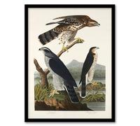Artery8 John James Audubon Goshawk and Stanley Hawk Framed Wall Art Print Home Décor A3