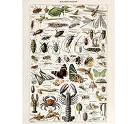 Artery8 Millot Encyclopedia Arthropods Exoskeletal Animals Unframed Wall Art Print Poster Home Decor Premium Animales pared Póster Casa