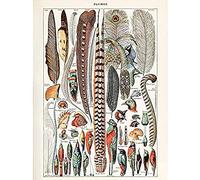 Artery8 Millot Encyclopedia Page Birds Feathers Plumage Unframed Wall Art Print Poster Home Decor Premium Página Aves pared Póster Casa