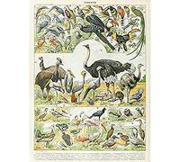 Artery8 Millot Encyclopedia Page Birds Ostrich Emu Unframed Wall Art Print Poster Home Decor Premium Página Aves pared Póster Casa