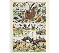 Artery8 Millot Encyclopedia Page Birds Ostrich Flamingo Unframed Wall Art Print Poster Home Decor Premium Página Aves pared Póster Casa