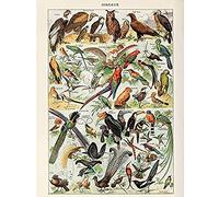 Artery8 Millot Encyclopedia Page Birds Owls Parrots Unframed Wall Art Print Poster Home Decor Premium Página Aves Loro pared Póster Casa