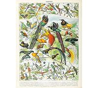 Artery8 Millot Encyclopedia Page Birds Paradise Unframed Wall Art Print Poster Home Decor Premium Página Aves pared Póster Casa