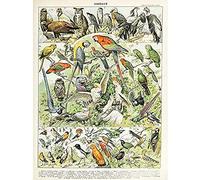 Artery8 Millot Encyclopedia Page Birds Parrots Vultures Unframed Wall Art Print Poster Home Decor Premium Página Aves Loro pared Póster Casa