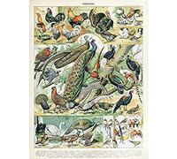 Artery8 Millot Encyclopedia Page Birds Peacock Chicken Unframed Wall Art Print Poster Home Decor Premium Página Aves pared Póster Casa