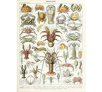 Artery8 Millot Encyclopedia Page Crustaceans Lobster Unframed Wall Art Print Poster Home Decor Premium Página pared Póster Casa