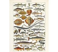 Artery8 Millot Encyclopedia Page Fish Shark Ray Unframed Wall Art Print Poster Home Decor Premium Página PESCADO pared Póster Casa