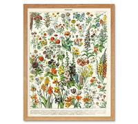 Artery8 Millot Encyclopedia Page Flowers Plants Art Print Framed Poster Wall Decor 12x16 inch Página Flores Planta Póster pared