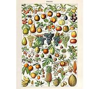 Artery8 Millot Encyclopedia Page Fruit Grape Pineapple Unframed Wall Art Print Poster Home Decor Premium Página Fruta pared Póster Casa