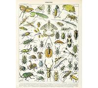 Artery8 Millot Encyclopedia Page Insects Beetles Unframed Wall Art Print Poster Home Decor Premium Página pared Póster Casa