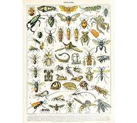 Artery8 Millot Encyclopedia Page Insects Cicada Unframed Wall Art Print Poster Home Decor Premium Página pared Póster Casa