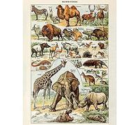 Artery8 Millot Encyclopedia Page Mammals Camel Giraffe Unframed Wall Art Print Poster Home Decor Premium Página pared Póster Casa