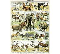 Artery8 Millot Encyclopedia Page Mammals Rhino Hippo Unframed Wall Art Print Poster Home Decor Premium Página pared Póster Casa