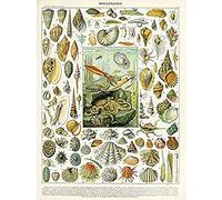 Artery8 Millot Encyclopedia Page Molluscs Shells Unframed Wall Art Print Poster Home Decor Premium Página pared Póster Casa