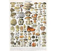 Artery8 Millot Encyclopedia Page Mushrooms Variety Unframed Wall Art Print Poster Home Decor Premium Página pared Póster Casa