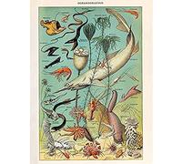 Artery8 Millot Encyclopedia Page Ocean Fish Shark Unframed Wall Art Print Poster Home Decor Premium Página Oceano PESCADO pared Póster Casa