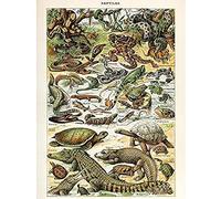 Artery8 Millot Encyclopedia Page Reptiles Snake Tortoise Unframed Wall Art Print Poster Home Decor Premium Página pared Póster Casa