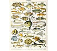 Artery8 Millot Encyclopedia Page Variety Sea Fish Unframed Wall Art Print Poster Home Decor Premium Página PESCADO pared Póster Casa