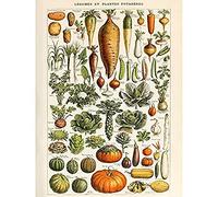 Artery8 Millot Encyclopedia Page Vegetables Legumes Unframed Wall Art Print Poster Home Decor Premium Página pared Póster Casa