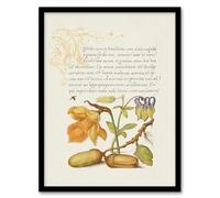 Artery8 Model Book of Calligraphy Daffodil Flower and Oak Acorns Framed Wall Art Print Home Décor A3
