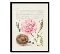 Artery8 Model Book of Calligraphy Damselfly Rose Chestnut Spider Framed Wall Art Print Home Décor A3