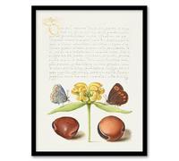 Artery8 Model Book of Calligraphy Moths Jerusalem Sage and Beans Framed Wall Art Print Home Décor A4