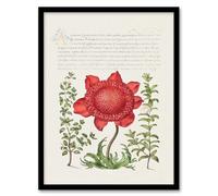 Artery8 Model Book of Calligraphy Poppy Anemone and Myrtle Framed Wall Art Print Home Décor A3