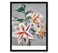 Artery8 Ogawa Kazumasa White Pink Spotted Lilly Flowers Framed Wall Art Print Home Décor A4