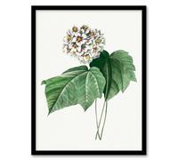 Artery8 Pierre J Redoute White Dombeya Amelia Flowers Framed Wall Art Print Home Décor A4
