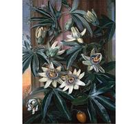 Artery8 Reinagle Blue Passion Flower Temple Flora Thornton Painting Large Wall Art Poster Print Thick Paper 18X24 Inch Azul Flor templo Pintura pared Impresión del cartel