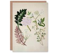 Artery8 Sarah Featon Art Card New Zealand Ligosticum Latifolium Flowers