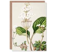 Artery8 Sarah Featon Art Card New Zealand Ourisia Flowering Plant