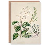 Artery8 Sarah Featon Art Card New Zealand Swamp Mazus Flowering Plant