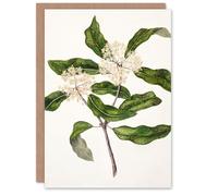 Artery8 Sarah Featon Art Card New Zealand Tarata Lemonwood Plant