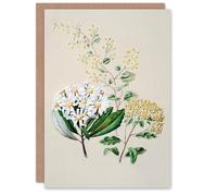 Artery8 Sarah Featon Art Card New Zealand Three Senecio Flower Species