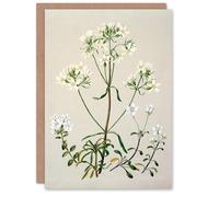 Artery8 Sarah Featon Art Card New Zealand White Gentiana Flowers