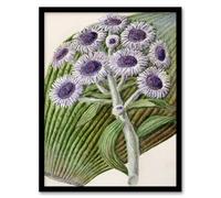 Artery8 Sarah Featon New Zealand Antarctic Daisy Flowers Framed Wall Art Print Home Décor A3