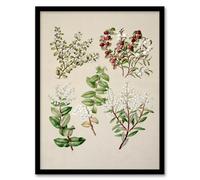 Artery8 Sarah Featon New Zealand Gaultheria Flowering Plant Framed Wall Art Print Home Décor A3