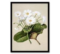 Artery8 Sarah Featon New Zealand Mountain Lily Flowers Framed Wall Art Print Home Décor A4