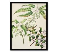 Artery8 Sarah Featon New Zealand Ongaonga Tree Nettle Plant Framed Wall Art Print Home Décor A4