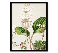 Artery8 Sarah Featon New Zealand Ourisia Flowering Plant Framed Wall Art Print Home Décor A4